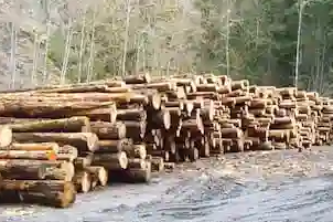 Türk Ticaret Rehberi - sektorler - orman - urunleri - 